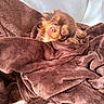 Stella a rejoint le concours — aidez-le/la à gagner de superbes lots ! dog, blanket, brown, cozy, cute, fur, pet, snug, sleepy, small_dog, relaxing, indoors, soft, wrapped, comfort, warm, fur_texture, resting, animal, portrait