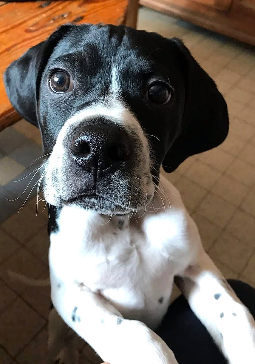 Raoul a rejoint le concours — aidez-le/la à gagner de superbes lots ! borador, canidae, carnivore, collar, companion_dog, dog, dog_breed, dog_collar, fawn, fur, hunting_dog, non_sporting_group, pet_supply, puppy, sporting_group, whiskers, working_animal