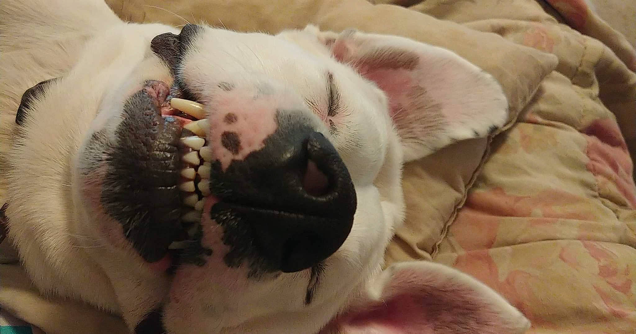 Akamaru Lawrence is registered to the contest to win money with this photo: carnivore, claw, close_up, comfort, companion_dog, dog, dog_breed, fang, fawn, felidae, flesh, foot, fur, jaw, paw, snout, terrestrial_animal, whiskers, working_animal, yawn