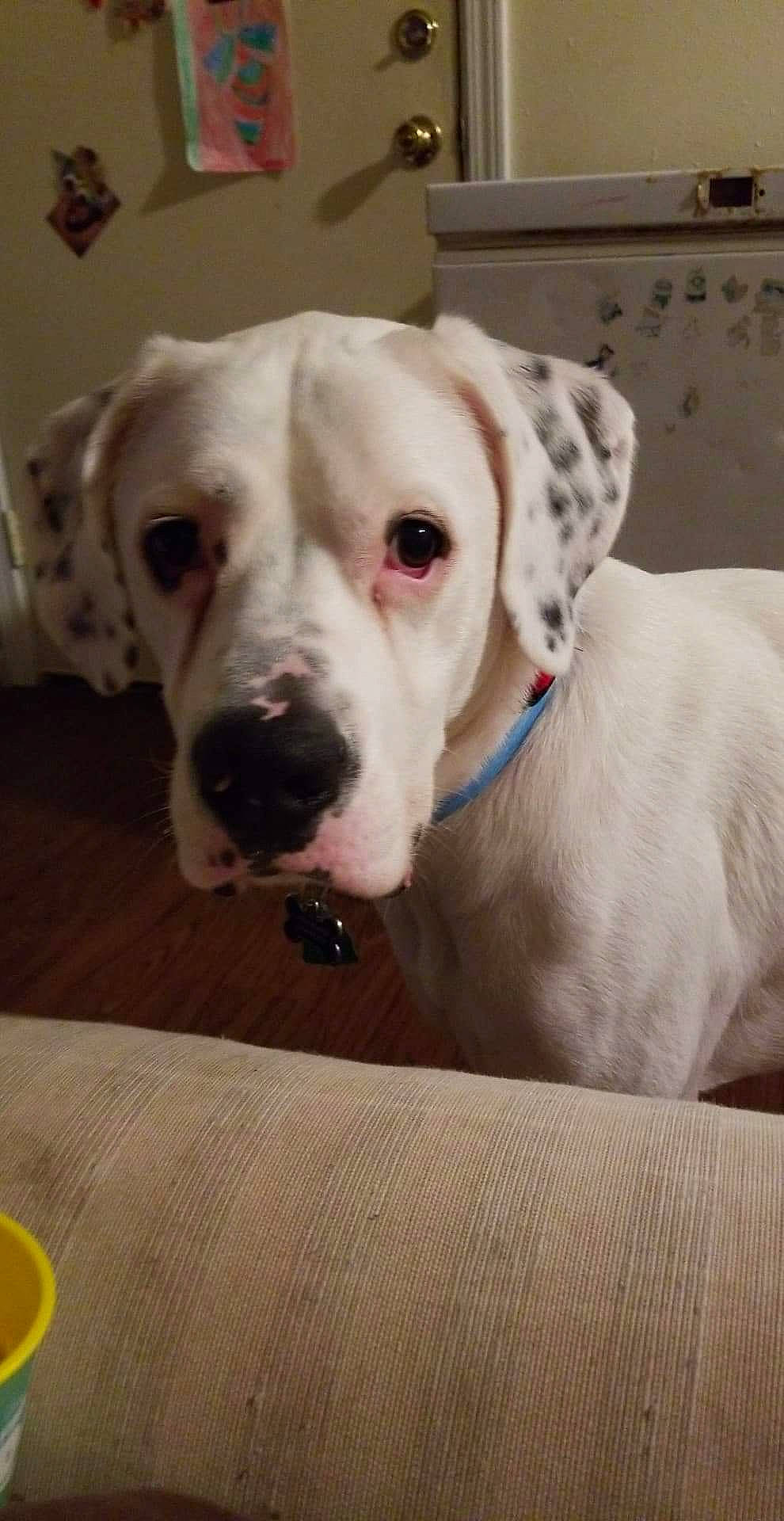 Akamaru Lawrence joined the competition — help win amazing prizes! canidae, carnivore, collar, companion_dog, dog, dog_breed, dog_collar, dog_supply, fawn, flooring, fur, non_sporting_group, pet_supply, snout, sporting_group, whiskers, working_animal