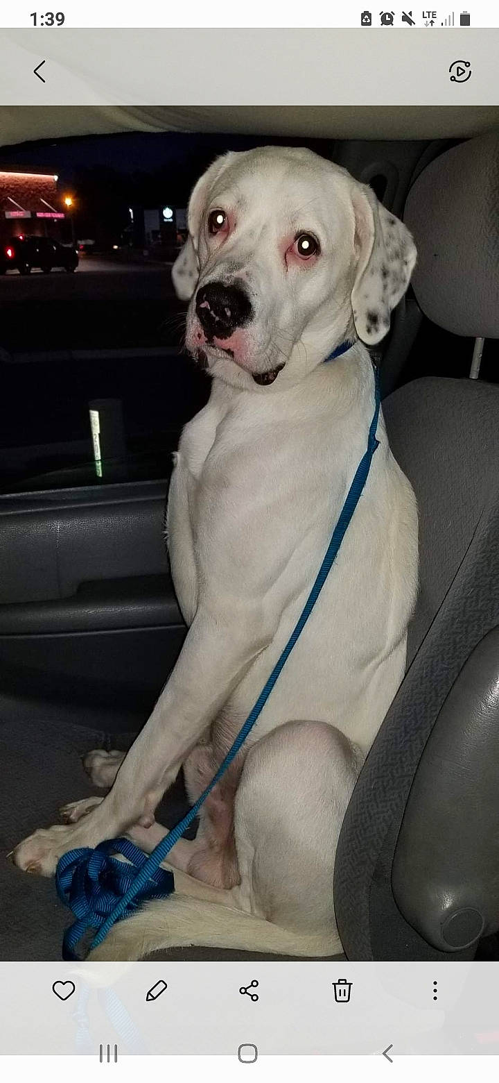 Akamaru Lawrence is registered to the contest to win money with this photo: canidae, carnivore, collar, companion_dog, cordoba_fighting_dog, dog, dog_breed, dog_collar, fawn, fur, guard_dog, leash, non_sporting_group, pet_supply, snout, sporting_group, tail, whiskers, working_animal