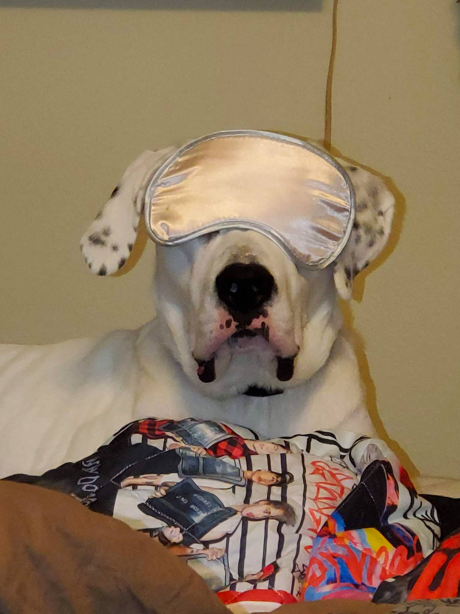 Akamaru Lawrence is registered to the contest to win money with this photo: bone, canidae, carnivore, companion_dog, dog, dog_breed, dog_clothes, dog_supply, eyewear, fawn, fictional_character, fur, jaw, linens, personal_protective_equipment, sleeve, snout, sunglasses, whiskers, working_animal