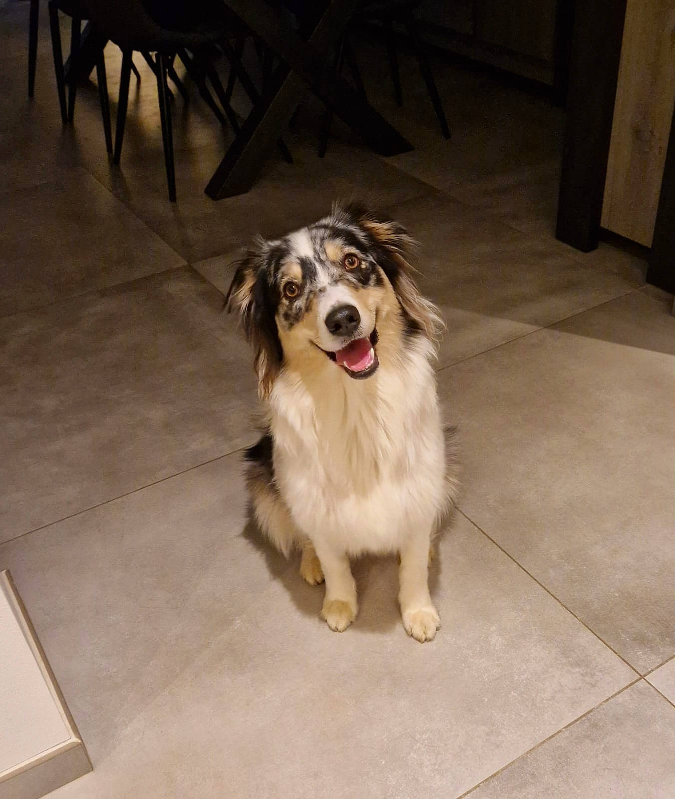 Arya participe au concours pour gagner de l'argent avec cette photo : cabinetry, canidae, carnivore, companion_dog, dog, dog_breed, flooring, fur, herding_dog, rough_collie, scotch_collie, shetland_sheepdog, snout, sporting_group, tile_flooring, whiskers, wood, working_animal, working_dog
