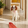 dog, indoor, hallway, tile_floor, plant, wicker_basket, red_towel, yellow_door, home_interior, pet, curly_fur, brown_and_white, collar, sunlight, waiting, floor, door, decor, fur, cute