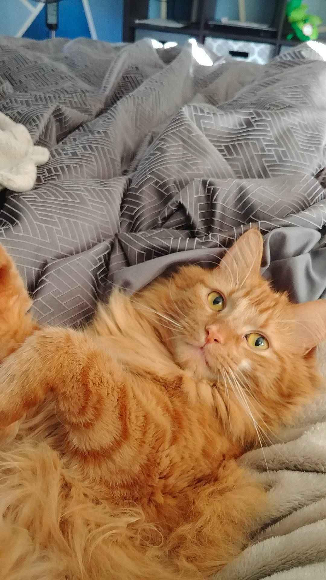 Brick joined the competition — help win amazing prizes! carnivoran, cat, cat_like_mammal, domestic_short_haired_cat, fur, kitten, mammal, norwegian_forest_cat, small_to_medium_sized_cats, vertebrate, whiskers