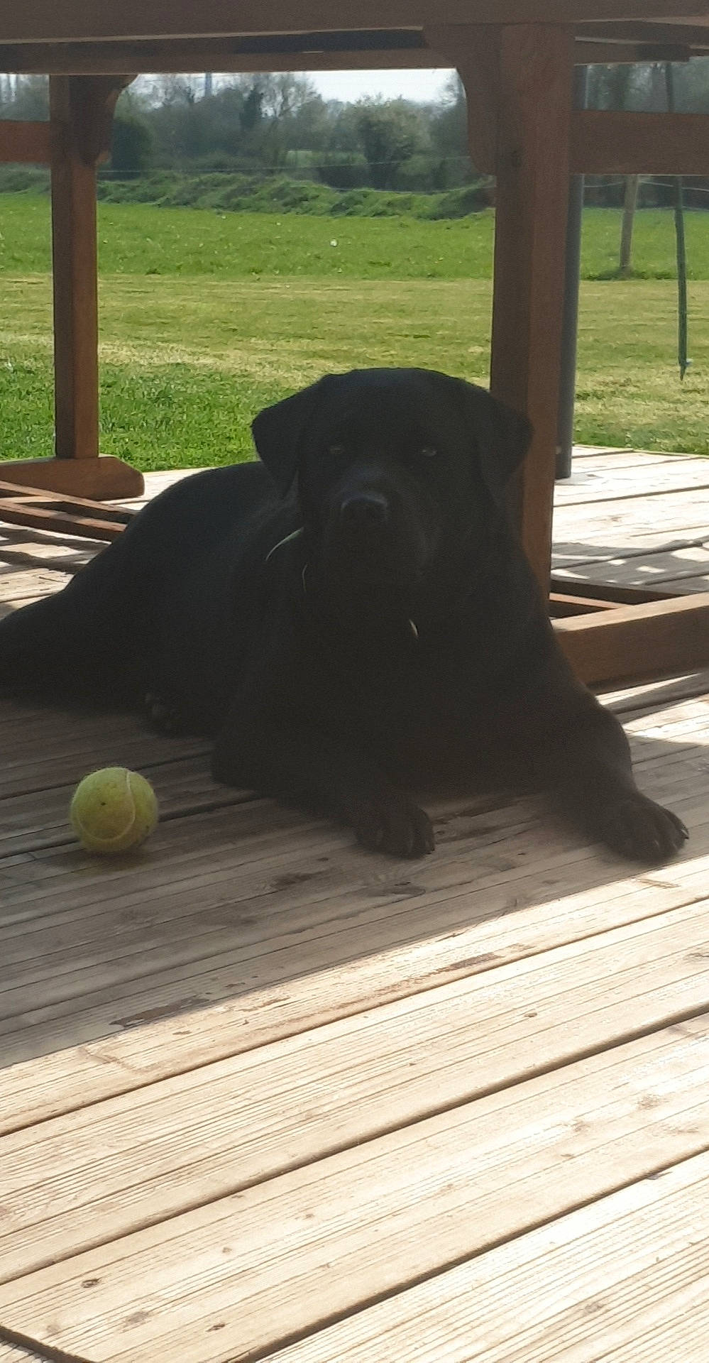 Oligane participe au concours pour gagner de l'argent avec cette photo : carnivore, companion_dog, dog, dog_breed, fawn, floor, flooring, grass, gun_dog, hardwood, liver, plank, plant, porch, snout, tennis_ball, tints_and_shades, tree, wood, working_animal