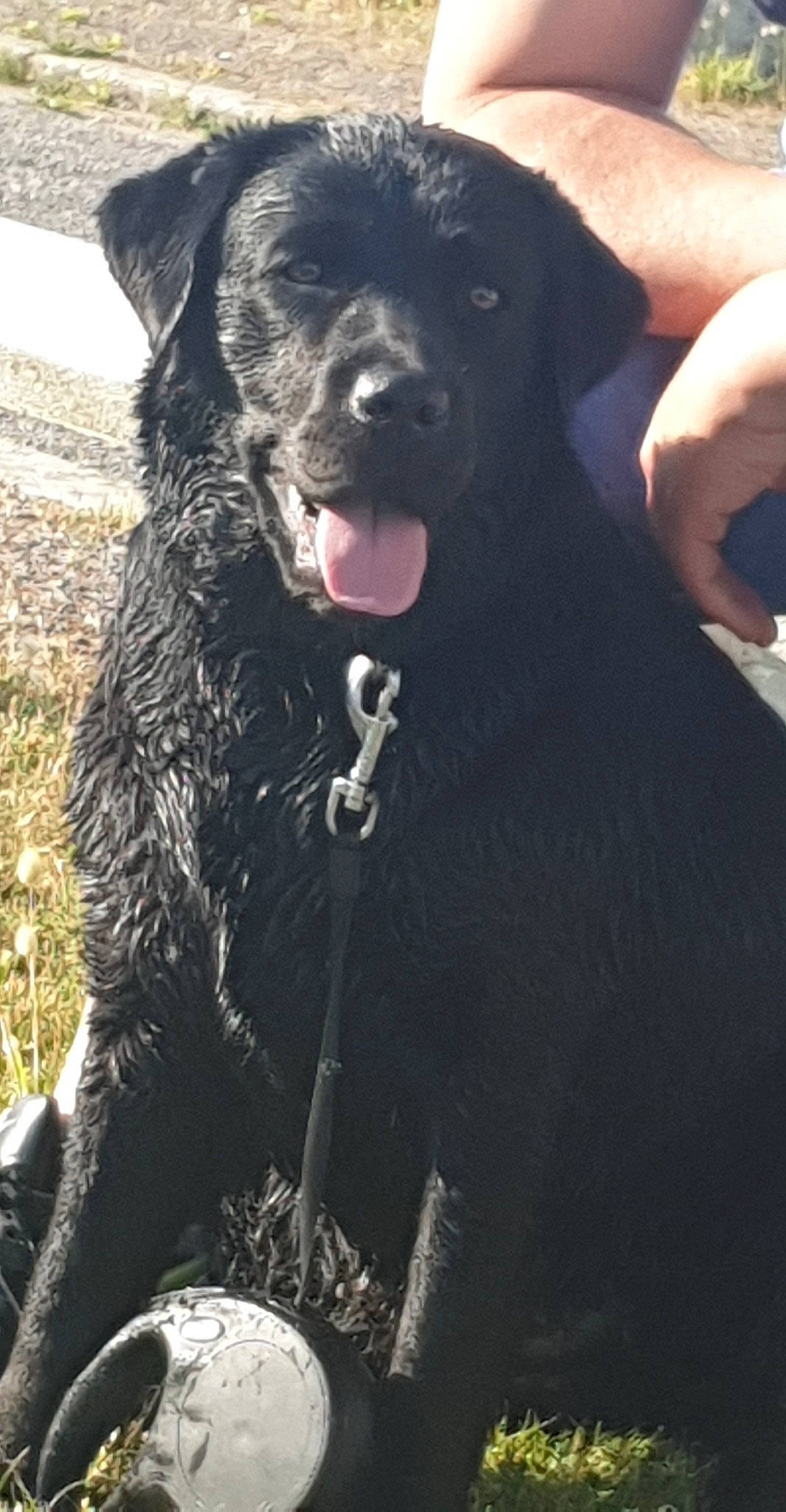 Oligane a rejoint le concours — aidez-le/la à gagner de superbes lots ! borador, canidae, carnivore, collar, companion_dog, dog, dog_breed, dog_collar, fur, guard_dog, hunting_dog, non_sporting_group, snout, sporting_group, terrestrial_animal, working_animal, working_dog