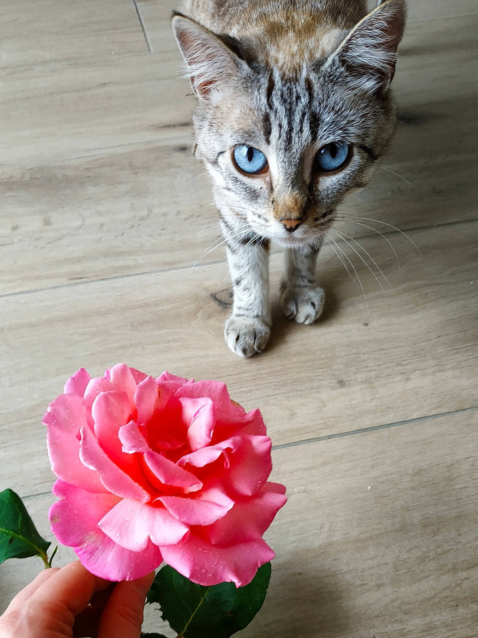 Mimie participe au concours pour gagner de l'argent avec cette photo : annual_plant, carmine, carnivore, cat, domestic_short_haired_cat, felidae, flower, flowering_plant, fur, paw, petal, plant, rose_family, rose_order, small_to_medium_sized_cats, snout, tail, whiskers, white, wood