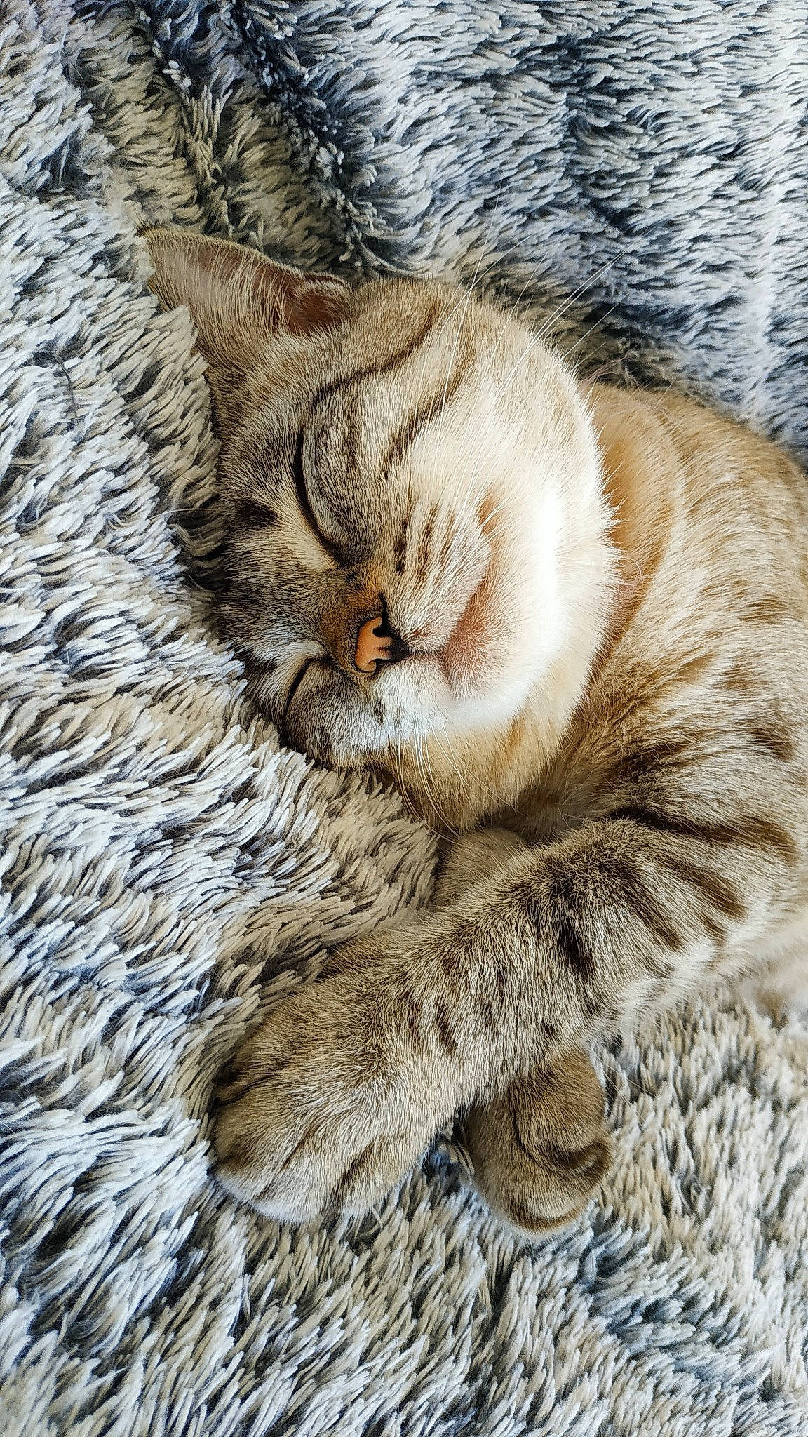 Mimie participe au concours pour gagner de l'argent avec cette photo : carnivore, cat, claw, comfort, domestic_short_haired_cat, fawn, felidae, fur, nap, paw, sleep, small_to_medium_sized_cats, snout, tail, terrestrial_animal, tree, whiskers, wildlife, wood