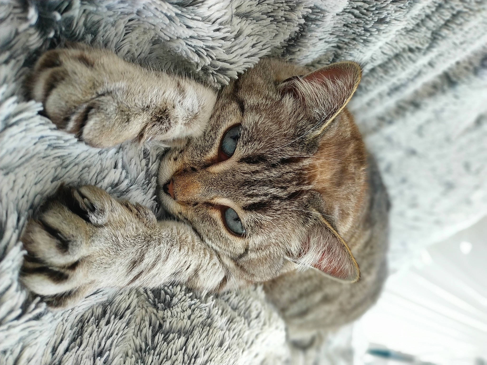 Mimie a rejoint le concours — aidez-le/la à gagner de superbes lots ! carnivore, cat, claw, domestic_short_haired_cat, felidae, fur, pattern, paw, small_to_medium_sized_cats, tail, terrestrial_animal, tree, whiskers, wildlife