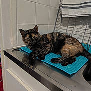 Alma participe au concours pour gagner de l'argent avec cette photo : cat, tortoiseshell_cat, kitchen, counter, blue_towel, stainless_steel, sink, tiled_wall, christmas_tree, christmas_ornaments, red_bows, holiday_decor, indoor, pet, relaxed, feline, domestic_animal, resting, household, festive