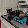cat, tortoiseshell_cat, kitchen, counter, blue_towel, stainless_steel, sink, tiled_wall, christmas_tree, christmas_ornaments, red_bows, holiday_decor, indoor, pet, relaxed, feline, domestic_animal, resting, household, festive
