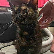 Alma participe au concours pour gagner de l'argent avec cette photo : animal, cat, close_up, companionship, cozy, curious, domestic, ears, eyes, feline, food_bowl, fur, hands, human_interaction, indoor, pet, pet_bed, soft_surface, tortoiseshell_cat, whiskers