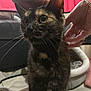 animal, cat, close_up, companionship, cozy, curious, domestic, ears, eyes, feline, food_bowl, fur, hands, human_interaction, indoor, pet, pet_bed, soft_surface, tortoiseshell_cat, whiskers