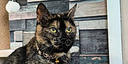 Alma a rejoint le concours — aidez-le/la à gagner de superbes lots ! cat, tortoiseshell, pet, indoor, feline, collar, bell, perch, scratching_post, wooden_wall, patterned_wall, yellow_eyes, fur, animal, cute, sitting, domestic, mammal, closeup, portrait