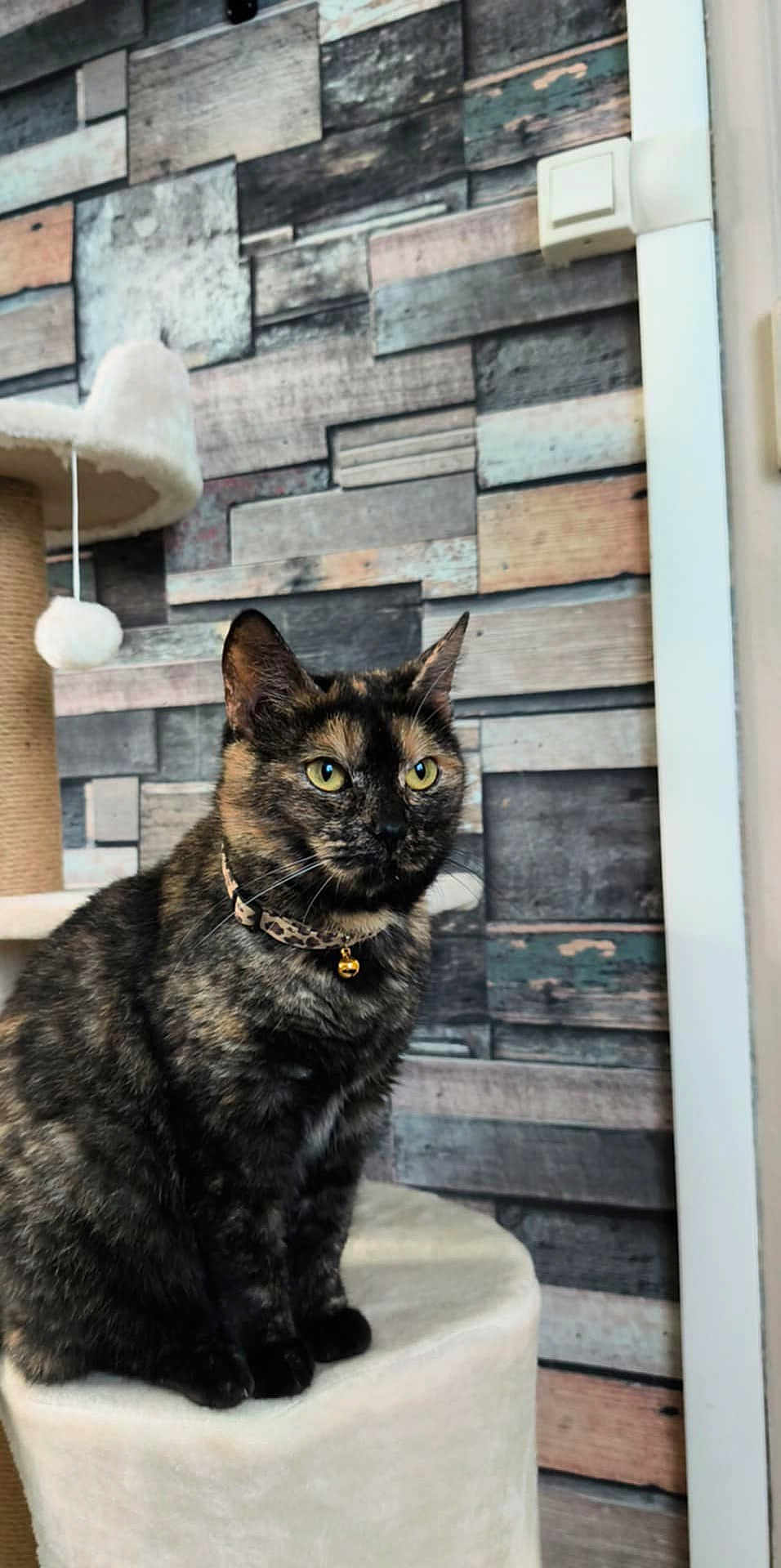 Alma a rejoint le concours — aidez-le/la à gagner de superbes lots ! cat, tortoiseshell, pet, indoor, feline, collar, bell, perch, scratching_post, wooden_wall, patterned_wall, yellow_eyes, fur, animal, cute, sitting, domestic, mammal, closeup, portrait