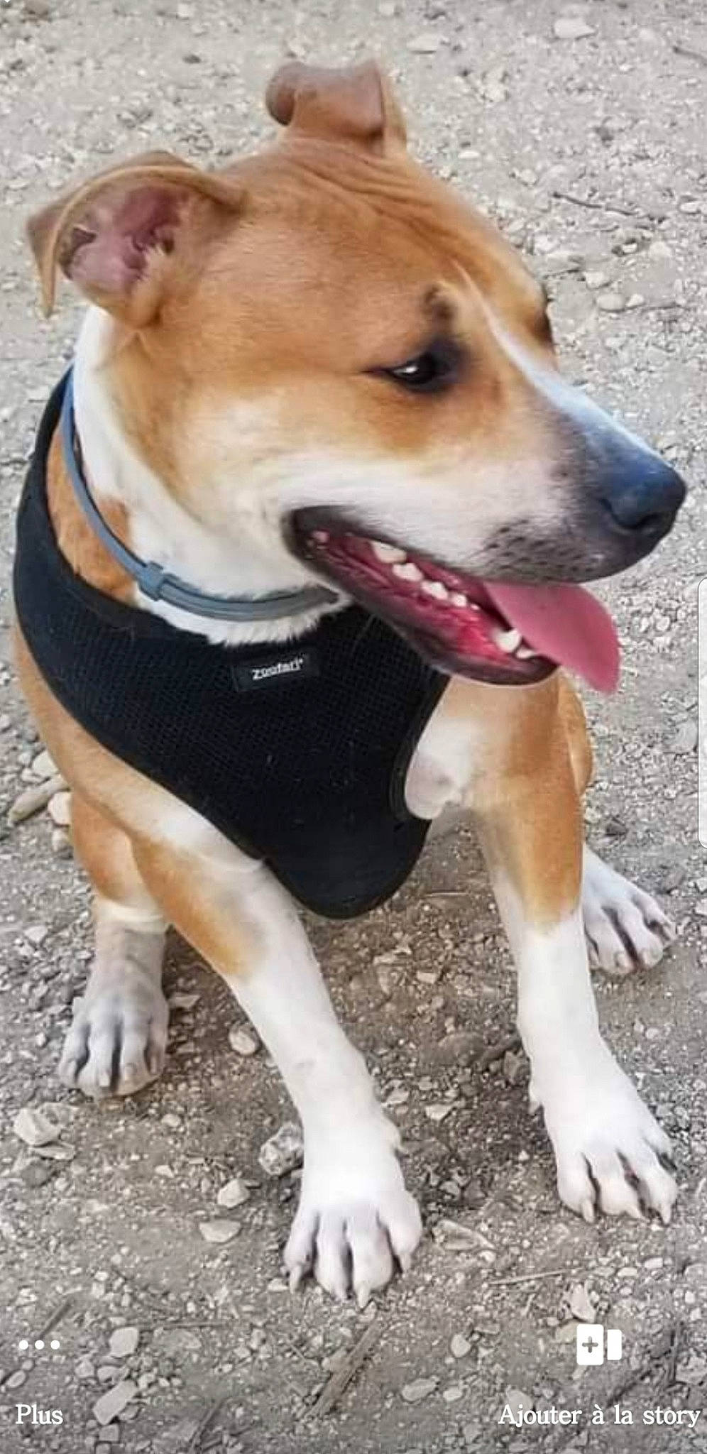 Simba a rejoint le concours — aidez-le/la à gagner de superbes lots ! ancient_dog_breeds, canidae, carnivore, collar, companion_dog, dog, dog_breed, dog_collar, fawn, foot, fur, leash, non_sporting_group, pet_supply, snout, sporting_group, street_dog, whiskers, working_animal, working_dog