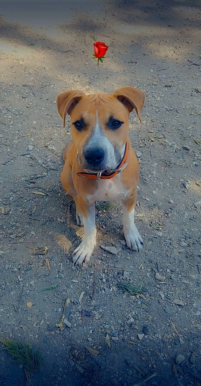 Simba a rejoint le concours — aidez-le/la à gagner de superbes lots ! american_pit_bull_terrier, black_mouth_cur, canidae, carnivore, catahoula_bulldog, companion_dog, dog, dog_breed, fawn, mammal, mountain_cur, non_sporting_group, potcake_dog, rare_breed_dog, snout, sporting_group, street_dog, vertebrate