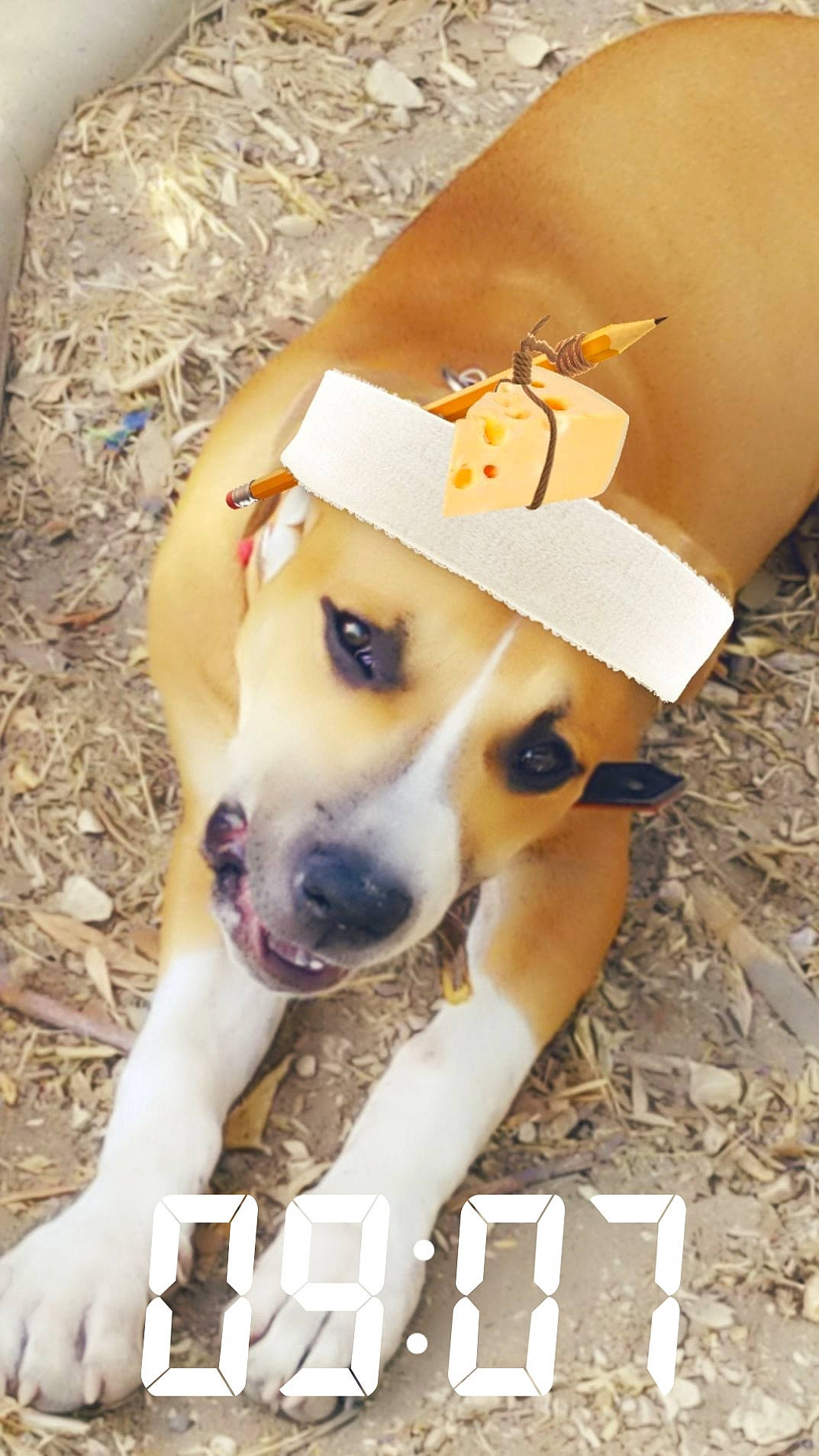Simba participe au concours pour gagner de l'argent avec cette photo : american_staffordshire_terrier, canidae, carnivore, companion_dog, dog, dog_breed, fawn, non_sporting_group, snout, street_dog