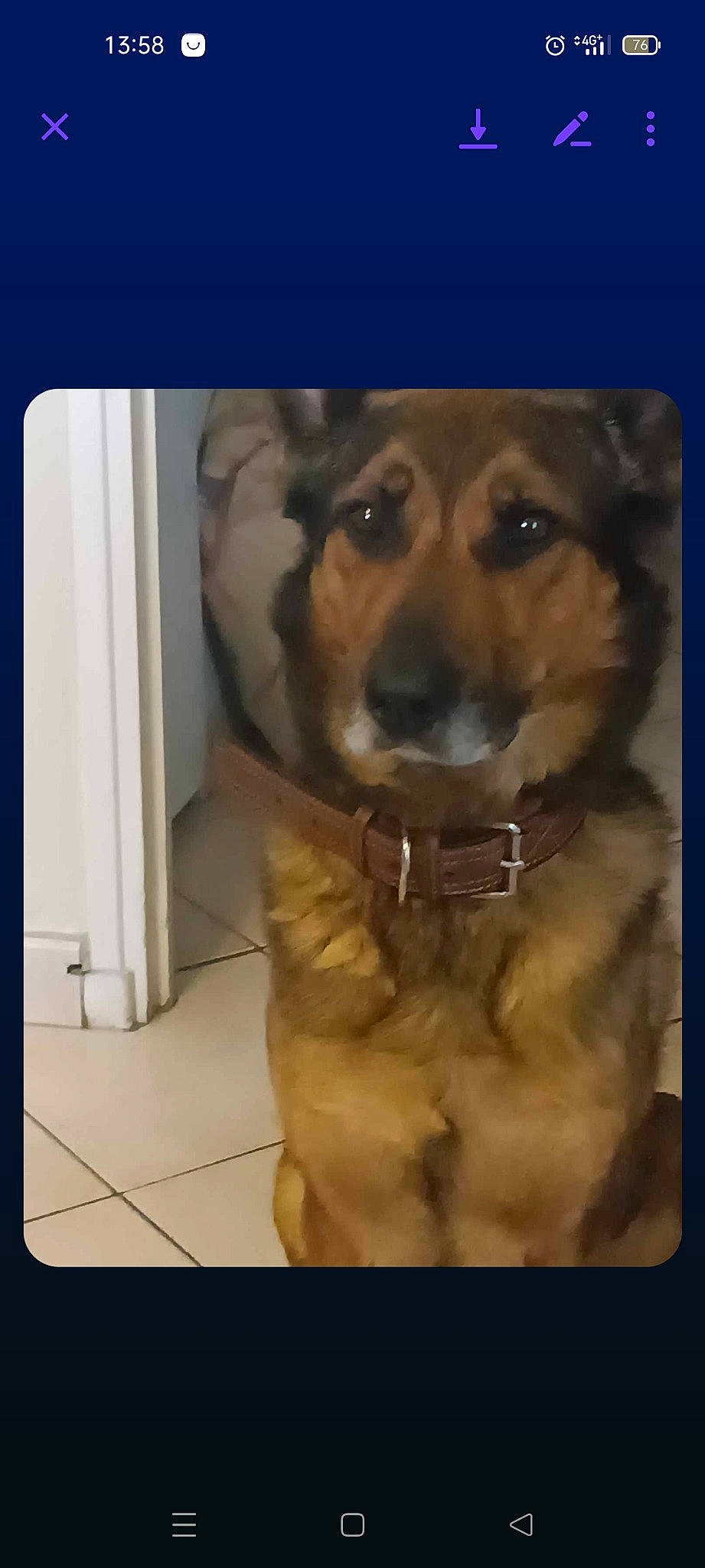 Simba participe au concours pour gagner de l'argent avec cette photo : art, canidae, carnivore, companion_dog, dog, dog_breed, dog_supply, door, fawn, fur, paw, pet_supply, photo_caption, rectangle, snout, sporting_group, whiskers, working_animal, working_dog