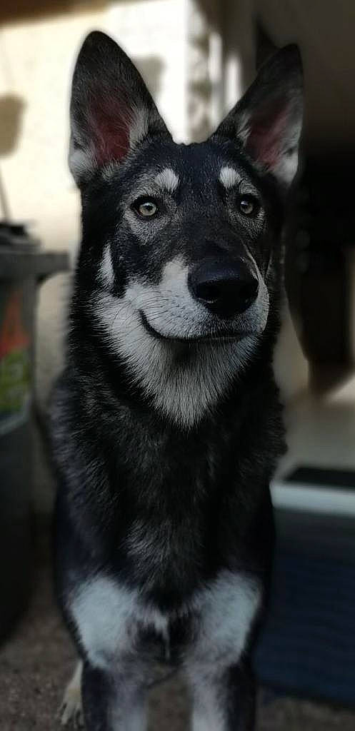 Narco a rejoint le concours — aidez-le/la à gagner de superbes lots ! alaskan_malamute, canidae, carnivore, dog, dog_breed, east_siberian_laika, jamthund, lapponian_herder, mammal, native_american_indian_dog, northern_inuit_dog, norwegian_elkhound, saarloos_wolfdog, sakhalin_husky, seppala_siberian_sleddog, siberian_husky, snout, tamaskan_dog, vertebrate, wolfdog