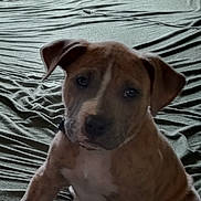 Chong joined the competition — help win amazing prizes! puppy, dog, bed, green_bedspread, indoor, pet, young_dog, sitting, wrinkled_bedspread, brown_puppy, curious, animal, canine, fur, ears, face, paw, collar, domestic_animal, cute
