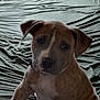 puppy, dog, bed, green_bedspread, indoor, pet, young_dog, sitting, wrinkled_bedspread, brown_puppy, curious, animal, canine, fur, ears, face, paw, collar, domestic_animal, cute