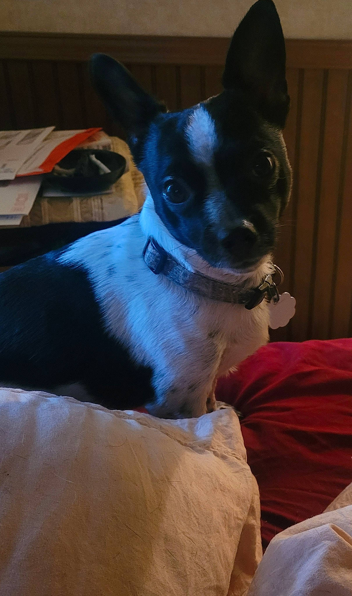 Buddy Boy is registered to the contest to win money with this photo: boston_terrier, canidae, carnivore, collar, comfort, companion_dog, dog, dog_breed, dog_collar, ear, fawn, fur, non_sporting_group, snout, sporting_group, terrestrial_animal, terrier, toy_dog, whiskers, working_animal