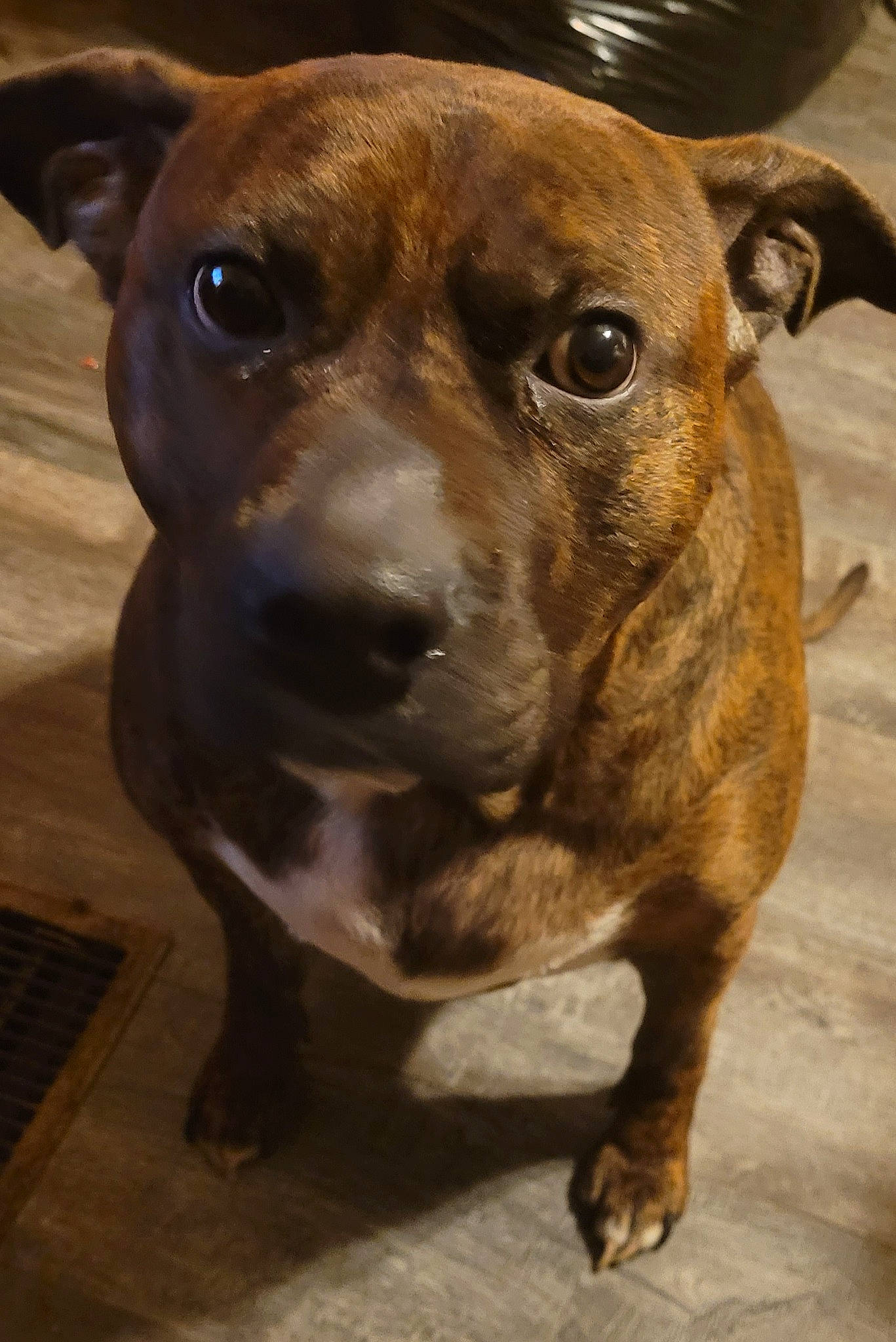 Chad is registered to the contest to win money with this photo: canidae, carnivore, collar, companion_dog, dog, dog_breed, dog_collar, ear, fawn, fur, guard_dog, liver, molosser, pet_supply, snout, sporting_group, terrestrial_animal, whiskers, working_animal, working_dog