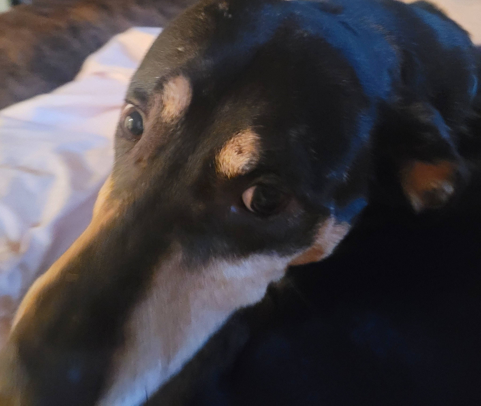 Phoebe is registered to the contest to win money with this photo: canidae, carnivore, close_up, companion_dog, dog, dog_breed, fawn, fur, hunting_dog, snout, sporting_group, street_dog, terrestrial_animal, whiskers, working_animal, working_dog