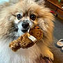 Bailey is registered to the contest to win money with this photo: dog, pomeranian, toy, stuffed_animal, indoor, pet, fluffy, brown, white, cute, animal, looking, sitting, carpet, blanket, fur, closeup, home, living_room, playful