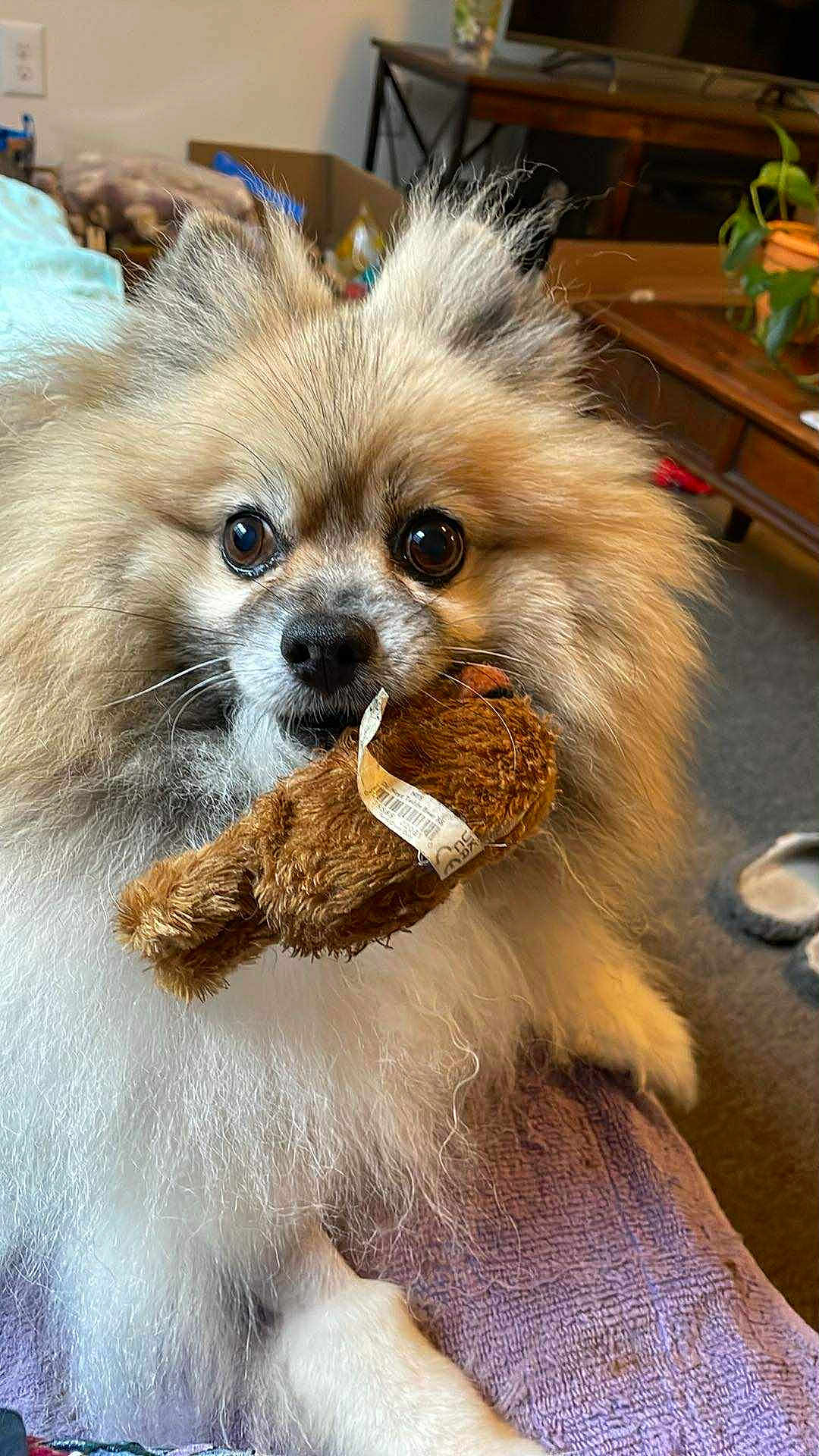 Bailey is registered to the contest to win money with this photo: dog, pomeranian, toy, stuffed_animal, indoor, pet, fluffy, brown, white, cute, animal, looking, sitting, carpet, blanket, fur, closeup, home, living_room, playful