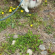 Bailey is registered to the contest to win money with this photo: dog, pomeranian, fluffy, leash, grass, yellow_flowers, outdoor, nature, pet, cute, small_dog, tongue_out, playful, greenery, plants, rocks, sunlight, animal, walking, canine