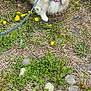 dog, pomeranian, fluffy, leash, grass, yellow_flowers, outdoor, nature, pet, cute, small_dog, tongue_out, playful, greenery, plants, rocks, sunlight, animal, walking, canine