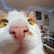 Sunny And Sammy is registered to the contest to win money with this photo: animal, cat, ceiling, close_up, curious, decor, domestic_cat, fur, furniture, indoor, nose, pet, pink_nose, room, shelf, string_lights, wall_art, whiskers, yellow_eyes