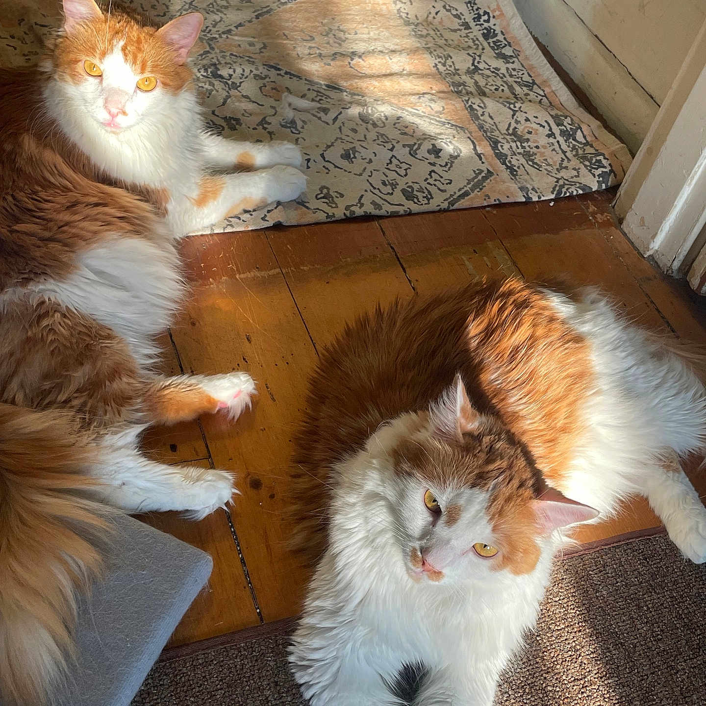 Sunny And Sammy