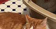 Sunny And Sammy is registered to the contest to win money with this photo: animal, cat, cat_house, companion, cozy, curious, curled_up, cute, domestic_cat, feline, floor_tiles, fur, home, indoor, orange_cat, pet, relaxed, resting, two_cats, white_cat
