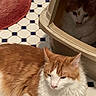 animal, cat, cat_house, companion, cozy, curious, curled_up, cute, domestic_cat, feline, floor_tiles, fur, home, indoor, orange_cat, pet, relaxed, resting, two_cats, white_cat