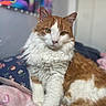 Sunny And Sammy is registered to the contest to win money with this photo: abstract_art, animal, bed, blanket, cat, close_up, colorful_blanket, cute, ears, eyes, feline, fluffy_cat, fur, indoor, orange_and_white_cat, pet, portrait, relaxed, wall_art, whiskers