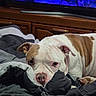 dog, blanket, bed, indoor, furniture, television, brown, white, face, resting, canine, ear, paw, wood, cabinet, comfort, sleepy, relaxed, pet, domestic