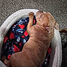 puppy, dog, sleeping, bed, blanket, basketball, carpet, indoor, cozy, resting, fur, canine, cute, pet, animal, relaxing, soft, comfort, side_view, young_dog