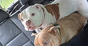 Chica And Tony joined the competition — help win amazing prizes! dog, dogs, car_interior, backseat, seatbelt, blanket, window, road, greenery, leash, collar, pet, animal, resting, companions, vehicle, travel, curved_road, two_dogs, relaxed