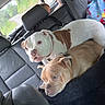 dog, dogs, car_interior, backseat, seatbelt, blanket, window, road, greenery, leash, collar, pet, animal, resting, companions, vehicle, travel, curved_road, two_dogs, relaxed