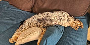 Vitamine a rejoint le concours — aidez-le/la à gagner de superbes lots ! animal, beige, black, blue, brown, couch, cozy, curly_fur, cute, dog, fluffy, furniture, home, indoor, pet, pillow, relaxed, resting, sleeping, stretching