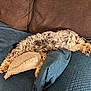 animal, beige, black, blue, brown, couch, cozy, curly_fur, cute, dog, fluffy, furniture, home, indoor, pet, pillow, relaxed, resting, sleeping, stretching