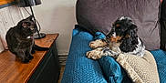 Vitamine participe au concours pour gagner de l'argent avec cette photo : animal_interaction, black_cat, blue_blanket, cat, couch, cozy, curious_cat, dog, domestic_animals, furniture, home, indoor, lamp, leopard_print, living_room, pet, pillow, relaxed_dog, tricolor_dog, wooden_surface