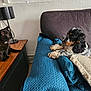 animal_interaction, black_cat, blue_blanket, cat, couch, cozy, curious_cat, dog, domestic_animals, furniture, home, indoor, lamp, leopard_print, living_room, pet, pillow, relaxed_dog, tricolor_dog, wooden_surface