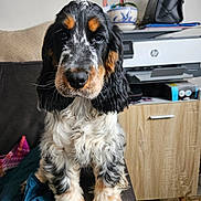 Vitamine participe au concours pour gagner de l'argent avec cette photo : black_bag, black_fur, brown_paws, closeup, cocker_spaniel, couch, curly_fur, dog, fluffy, furniture, houseplant, indoor, orange_fur, pet, portrait, printer, puppy, tricolor, white_fur, young_dog