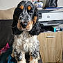 black_bag, black_fur, brown_paws, closeup, cocker_spaniel, couch, curly_fur, dog, fluffy, furniture, houseplant, indoor, orange_fur, pet, portrait, printer, puppy, tricolor, white_fur, young_dog