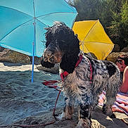 Vitamine a rejoint le concours — aidez-le/la à gagner de superbes lots ! beach, black_and_white, curly_fur, dog, leash, nature, outdoor, person, pet, red_collar, relaxation, rocks, sand, shadow, summer, sunlight, towel, umbrella, vacation, wet_fur